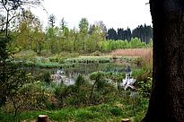 Naturschutz im Staatswald